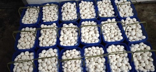 甘肃临泽双孢菇 戈壁滩上的白色珍珠，产地批发价3.80元/斤