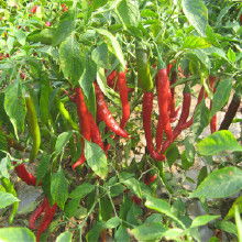 农副产品加工批发产业链解析 价格、渠道与厂家选择